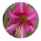 DwarfGiantFarm 5Pcs A Set Estella  Hippeastrum rutilum flower bulb ProQgf