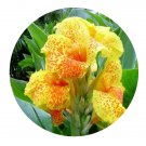 DwarfGiantFarm 8Pcs A Set Canna generalis flower bulb ProQgf