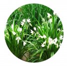 DwarfGiantFarm 5Pcs A Set Crinum moorei flower bulb ProQgf