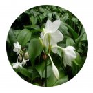 DwarfGiantFarm 5Pcs A Set Eucharis grandiflora flower bulb ProQgf