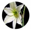 DwarfGiantFarm 5Pcs A Set evanisiae  Hippeastrum rutilum flower bulb ProQgf
