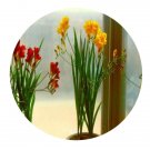 DwarfGiantFarm 8Pcs A Set Freesia refracta flower bulb ProQgf
