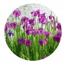 DwarfGiantFarm 8Pcs A Set Gladiolus hybrids flower bulb  ProQgf