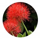 DwarfGiantFarm 5Pcs A Set Haemanthus multiflorus flower bulb ProQgf