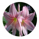 DwarfGiantFarm 5Pcs A Set Hippeastrum reticulatum flower bulb ProQgf