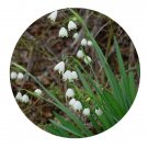 DwarfGiantFarm 5Pcs A Set Leucojum aestivum flower bulb  ProQgf