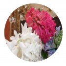DwarfGiantFarm 5Pcs A Set Hyacinthus orientalis flower bulb ProQgf