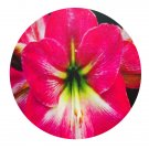DwarfGiantFarm 5Pcs A Set LOVES DESIRE  Hippeastrum rutilum flower bulb ProQgf