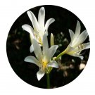 DwarfGiantFarm 8Pcs A Set Lycoris longituba Y.Hsu et Q.J.Fan flower bulb ProQgf