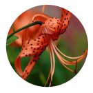 DwarfGiantFarm 6Pcs A Set Lilium distichum Nakai et Kamibayash flower bulb ProQgf
