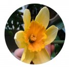 DwarfGiantFarm 8Pcs A Set Narcissus poeticus flower bulb ProQgf