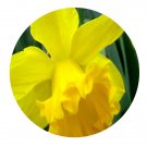 DwarfGiantFarm 8Pcs A Set Narcissus pseudo-narcissus flower bulb ProQgf