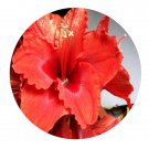 DwarfGiantFarm 5Pcs A Set olaf amputo Hippeastrum rutilum flower bulb  ProQgf