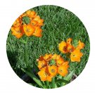 DwarfGiantFarm 5Pcs A Set Ornithogalum dubium flower bulb  ProQgf