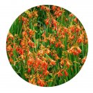 DwarfGiantFarm 5Pcs A Set Crocosmia crocosmiflora flower bulb  ProQgf