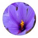 DwarfGiantFarm 8Pcs A Set Crocus sativus flower bulb ProQgf