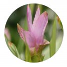 DwarfGiantFarm 5Pcs A Set Curcumaalismatifolia flower bulb ProQgf