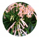 DwarfGiantFarm 5Pcs A Set Cyrtanthus breviflorus flower bulb ProQgf