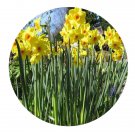 DwarfGiantFarm 8Pcs A Set Narcissus pseudonarcissus flower bulb ProQgf