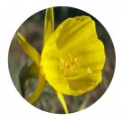 DwarfGiantFarm 8Pcs A Set N. bulbocodium flower bulb ProQgf