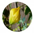 DwarfGiantFarm 5Pcs A Set Sandersoniaaurantiaca flower bulb ProQgf