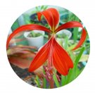 DwarfGiantFarm 5Pcs A Set Sprekelia formosissima flower bulb  ProQgf