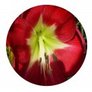DwarfGiantFarm 5Pcs A Set Queen of the nile Hippeastrum rutilum flower bulb ProQgf