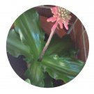 DwarfGiantFarm 5Pcs A Set Veltheimia capensis flower bulb ProQgf