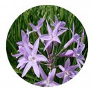 DwarfGiantFarm 8Pcs A Set Tulbaghia violacea flower bulb ProQgf
