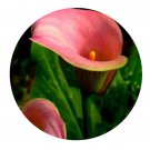 DwarfGiantFarm 8Pcs A Set zantedeschia hybrida flower bulb  ProQgf