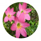 DwarfGiantFarm 8Pcs A Set Zephyranthes candida flower bulb  ProQgf