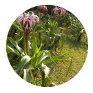DwarfGiantFarm 8Pcs A Set Crinum asiaticum flower bulb  ProQgf