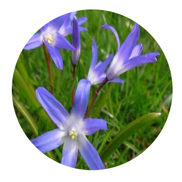 arm 8Pcs A Set Chionodoxa spp flower bulb  ProQgf