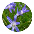 arm 8Pcs A Set Chionodoxa spp flower bulb  ProQgf