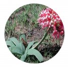 DwarfGiantFarm 5Pcs A Set Ammocharis coranica flower bulb  ProQgf