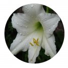 DwarfGiantFarm 5Pcs A Set amputo Hippeastrum rutilum flower bulb ProQgf