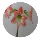 DwarfGiantFarm 5Pcs A Set AMORETTA Hippeastrum rutilum flower bulb ProQgf