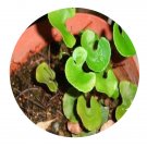DwarfGiantFarm 200Pcs A Set Adiantumreniforme sinense seed    ProQgf