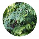 DwarfGiantFarm 200Pcs A Set Drynaria quercifolia Seed