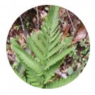 DwarfGiantFarm 200Pcs A Set Dryopteris pacifica Seed  ProQgf