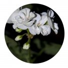 DwarfGiantFarm 100Pcs A Set Alba Classic White Pelargonium Hortorum Flower Seed     ProQgf