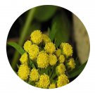 DwarfGiantFarm 500Pcs A Set Ajania pallasiana Seed    ProQgf