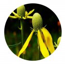 DwarfGiantFarm 500Pcs A Set Ratibida columnifera Seed  ProQgf