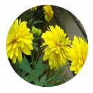 DwarfGiantFarm 500Pcs A Set Rudbeckia laciniata hortensis Seed   ProQgf