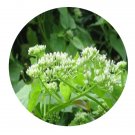 DwarfGiantFarm 500Pcs A Set Mikania micrantha Seed ProQgf