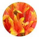DwarfGiantFarm 500Pcs A Set Gaillardia pulchella  Seed ProQgf