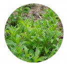 DwarfGiantFarm 500Pcs A Set Stevia rebaudiana Seed ProQgf