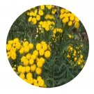 DwarfGiantFarm 500Pcs A Set Tanacetum balsamita Seed  ProQgf