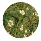 DwarfGiantFarm 500Pcs A Set Tridax procumbens Seed ProQgf