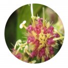 DwarfGiantFarm 500Pcs A Set Vernonia cumingiana Seed ProQgf